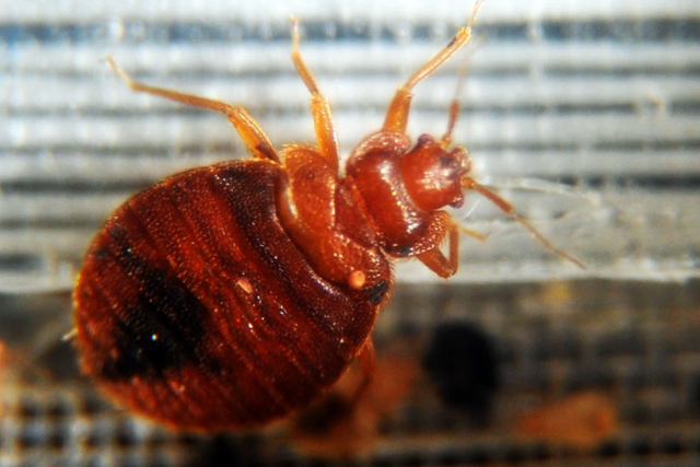 <p>Bed bugs  </p>